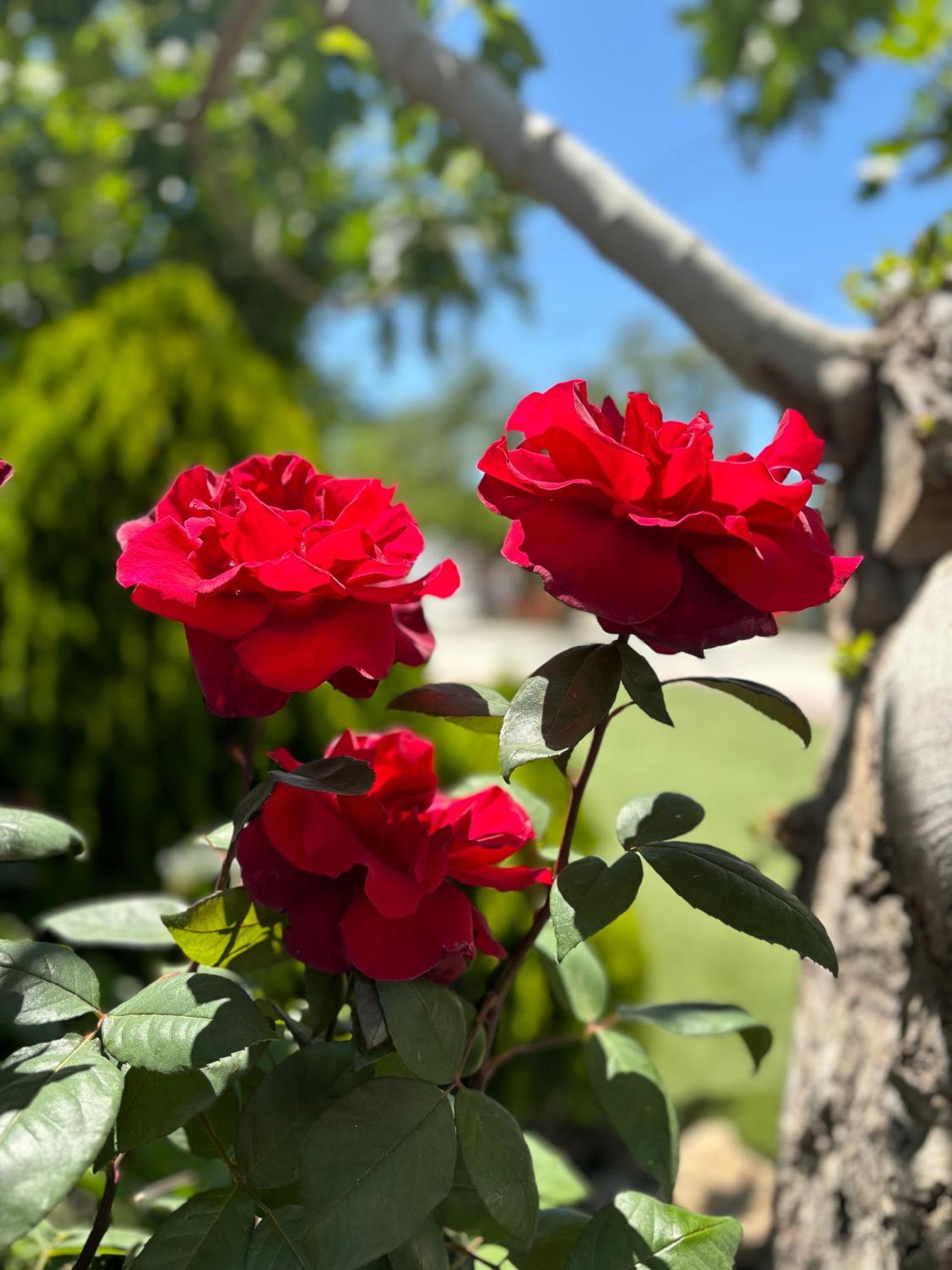 Finca Mi Alma Ogíjares 外观 照片